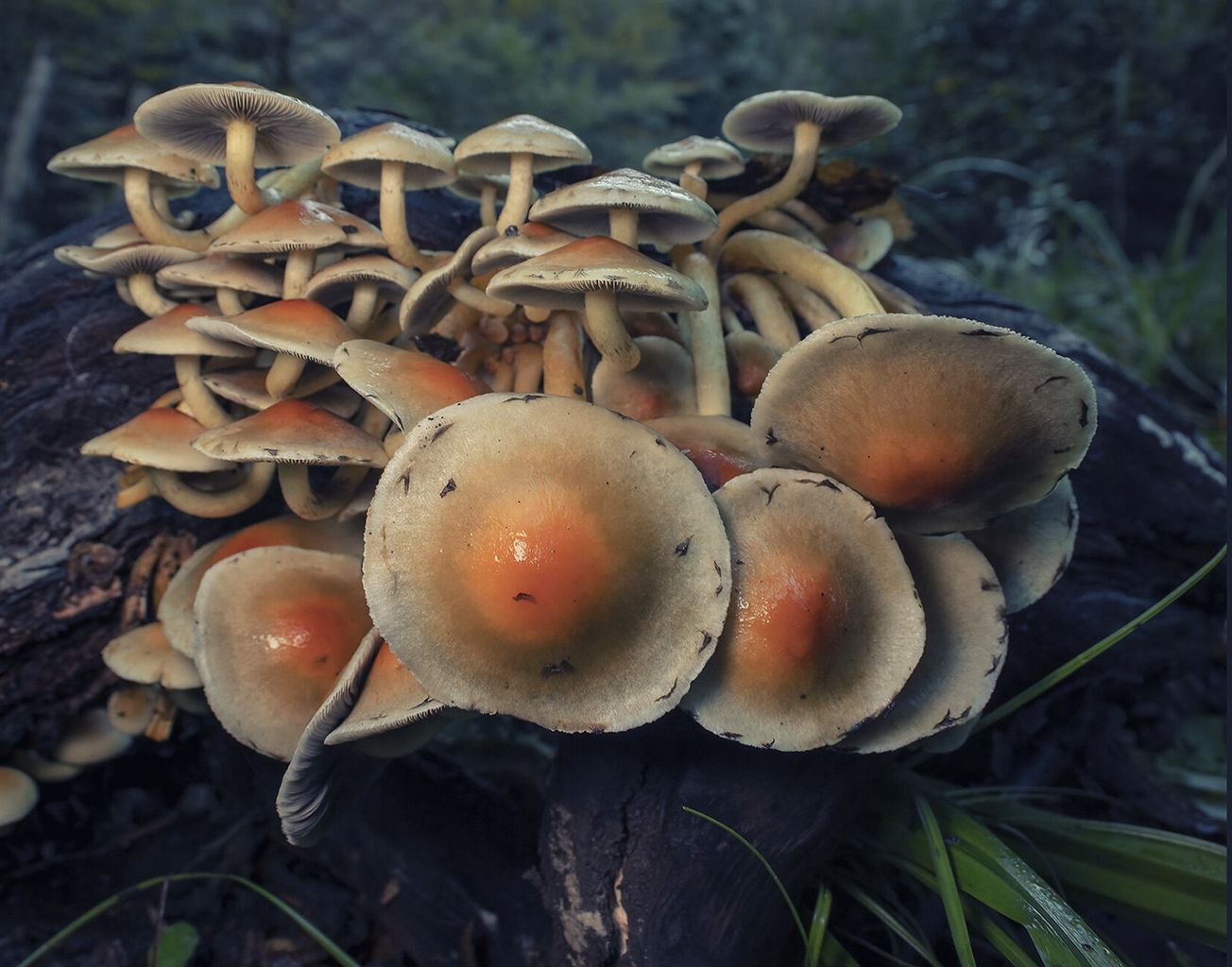 le teste dei funghi, soffici e delicate, si fondono in bocca con una piacevole sensazione di Luta