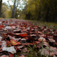 Tappeto d’Autunno di 