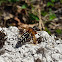 Imperial Rove Beetle