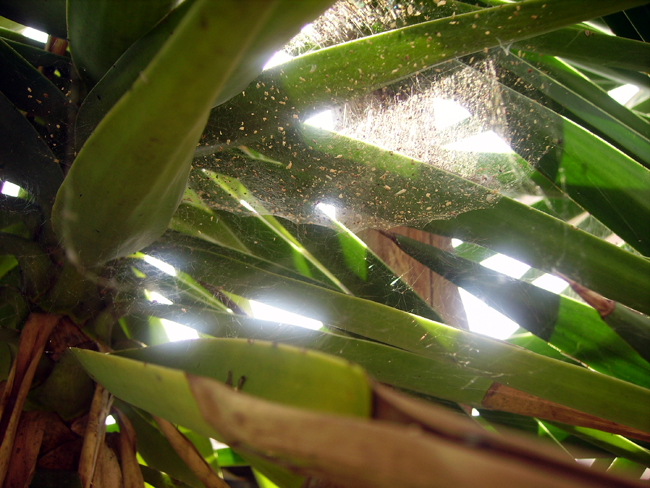 Tra le palme di la monella