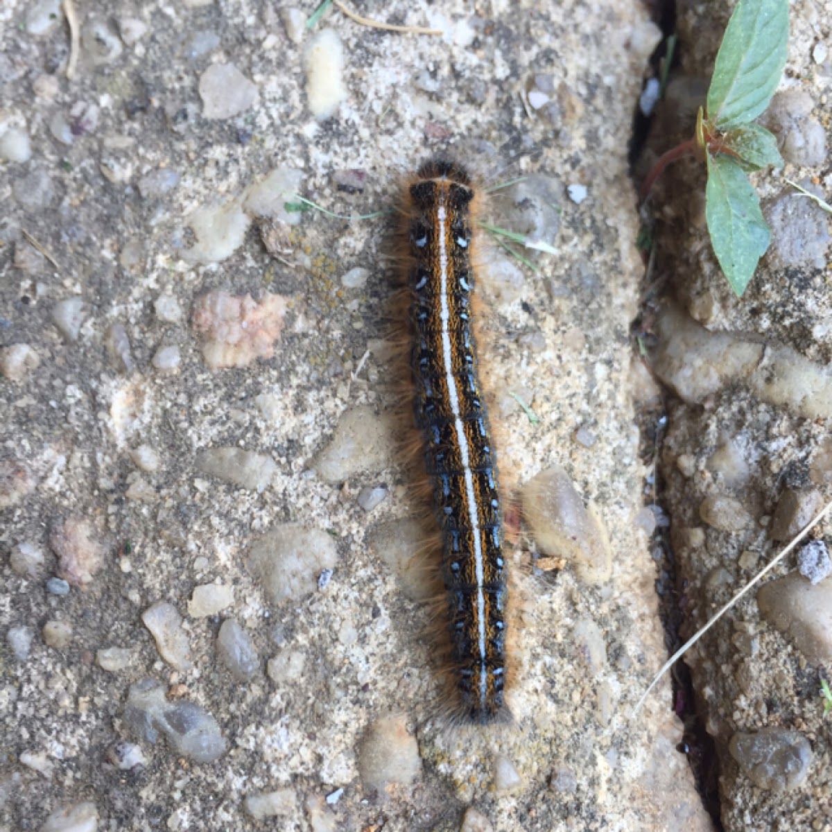 Tent Caterpillar