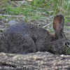 Rabbit; Conejo