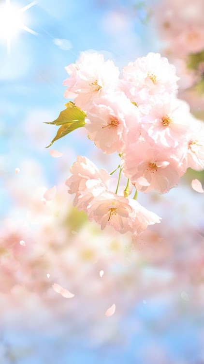 Sakura Flower Live Wallpaper Android Aplikasi Appagg