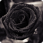 Black Rose Wallpapers HD Apk