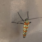 Ailanthus Webworm