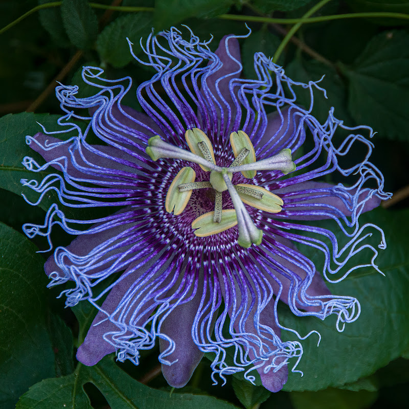 Passiflora di Pino Cappellano