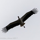 White Stork; Cigúeña Blanca