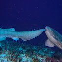 Zebra (Leopard) Shark