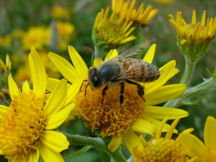 Impollinazione di claudio