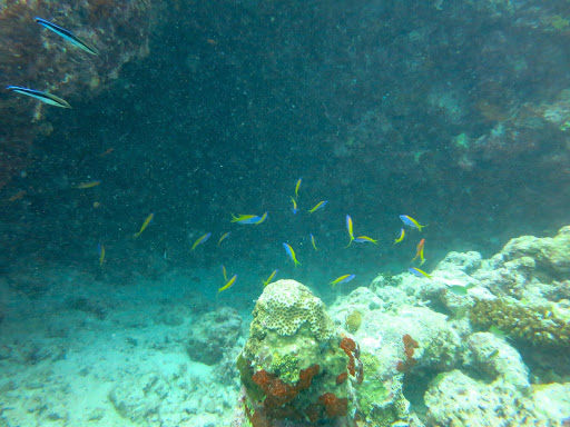 Underwater in The Maldives 2014