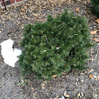 Evergreen shrub