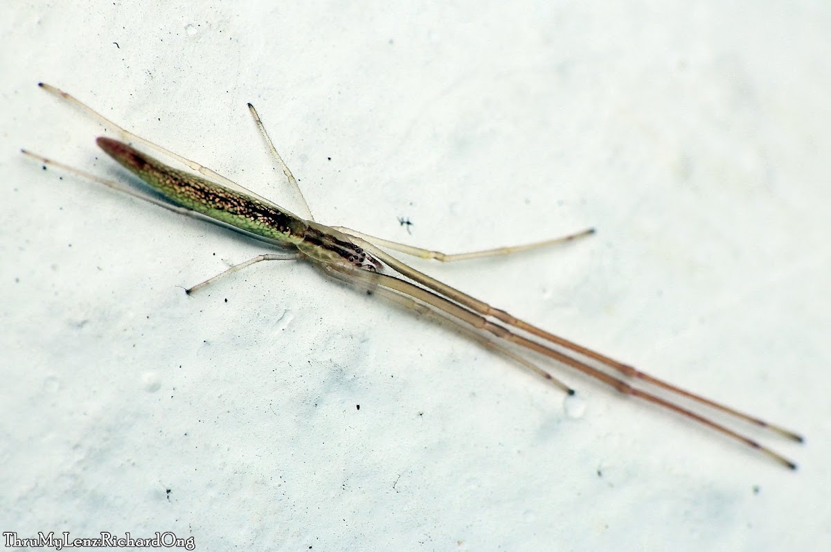 Long-jawed Orbweaver