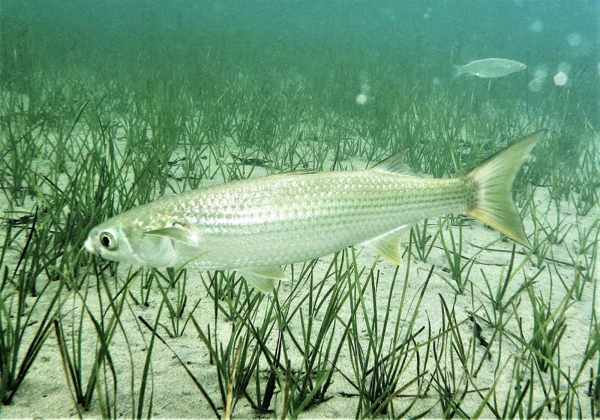 Mújol. Frathead grey mullet