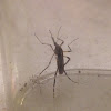 tiger mosquito