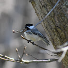 Black-Capped Chickadee