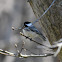 Black-Capped Chickadee