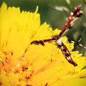 Himmelman's Plume Moth