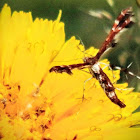 Himmelman's Plume Moth