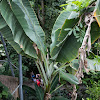 Banana tree