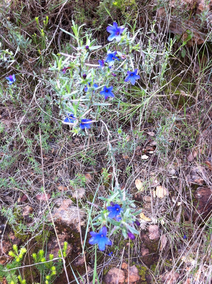 Wild Rosemary - Blue Flowers