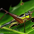 Asian Bush Cricket