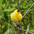 American goldfinch