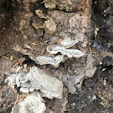 tender nesting polypore