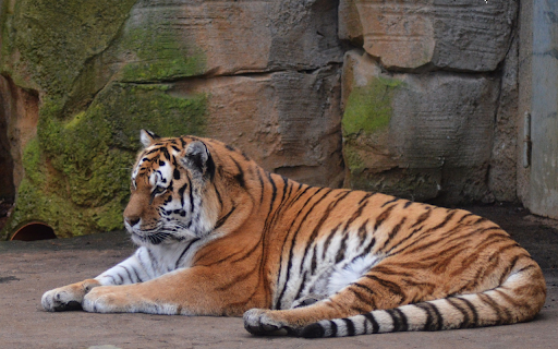Striped tiger in the zoo screenshot 1
