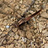 Chalk-fronted Corporal