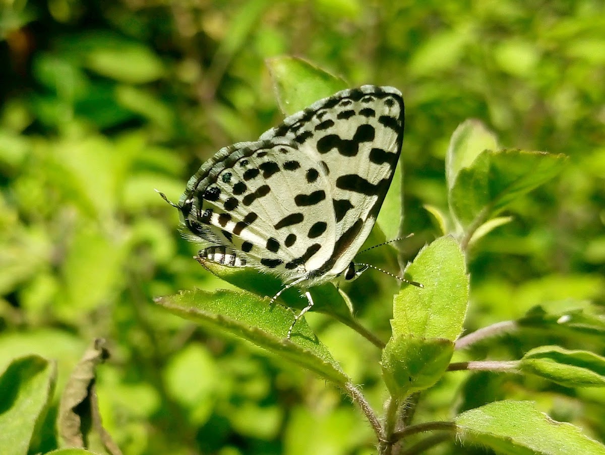 The common Pierrot