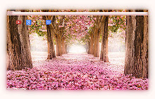 The romantic tunnel of pink flower trees small promo image