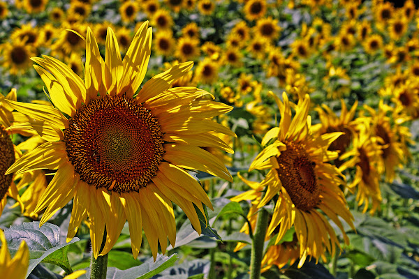 Helianthus di Amadeus