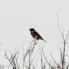 Stonechat; Tarabilla Común