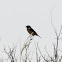 Stonechat; Tarabilla Común