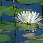 American White Waterlily