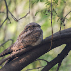 Indian nightjar