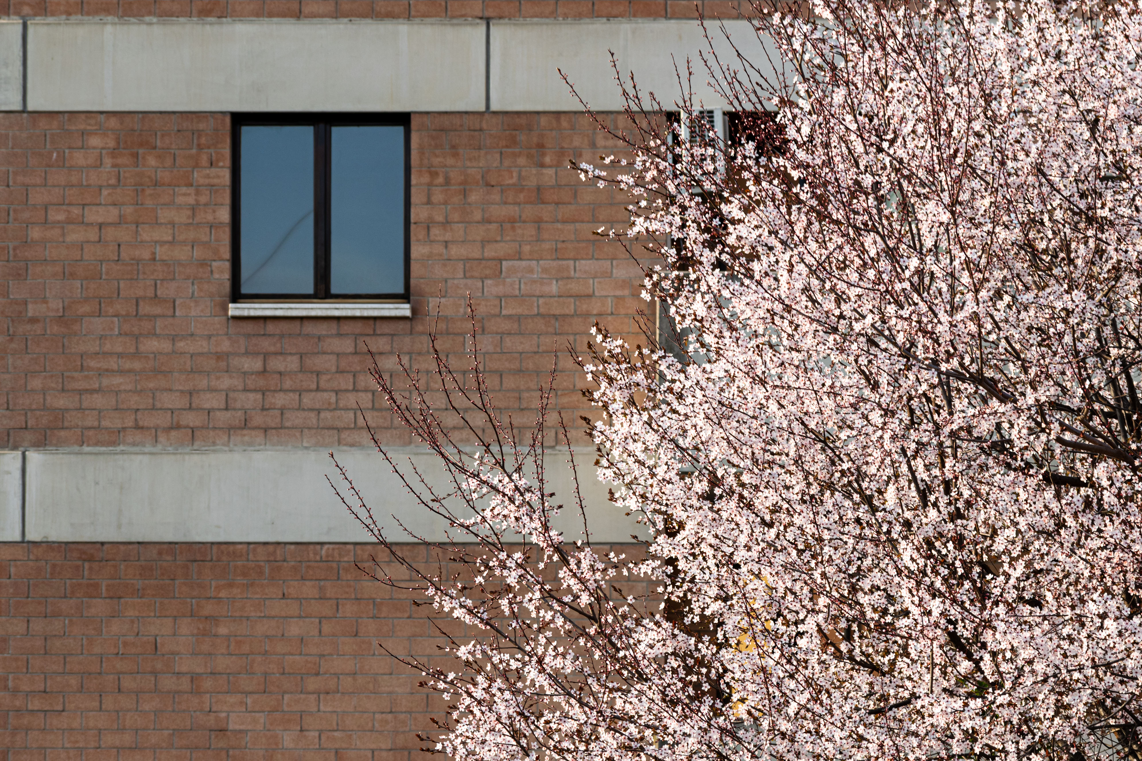 Primavera alla finestra di alessio_terzo