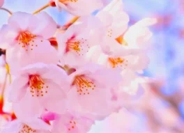 満開の桜