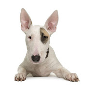 Bull Terrier Live Wallpaper