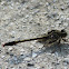 Gray-green Clubtail Dragonfly