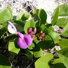 Beach Peavine, Beach Pea