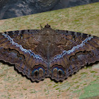 Black Witch Moth