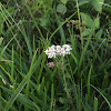 Yarrow