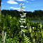 White Bog Orchid