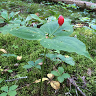 Red Trillium