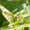 Green-veined White