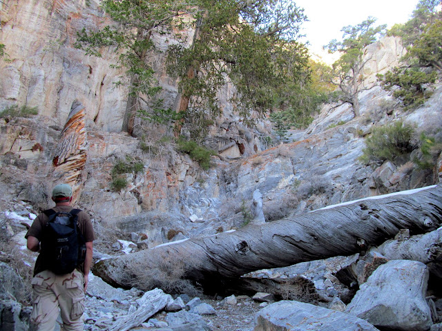 Huge fallen tree across the canyon