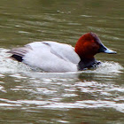 Common pochard