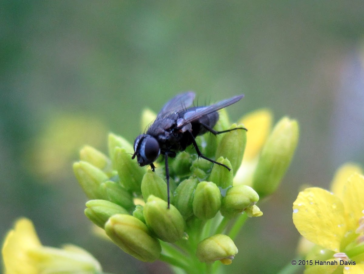 Dark-coloured fly