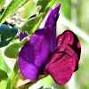 Tangier Pea